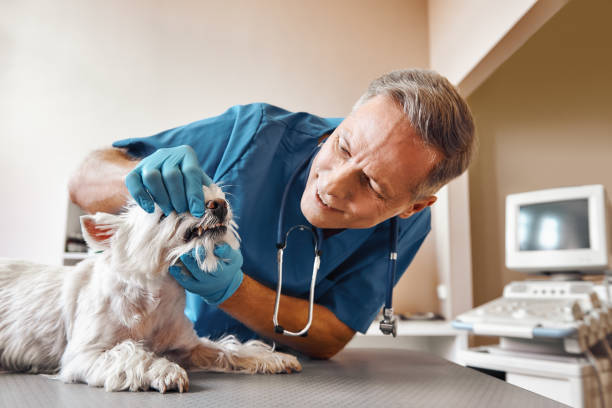  Monongah, WV Emergency Dentist Pros